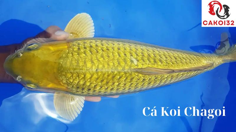 Cá Koi Chagoi