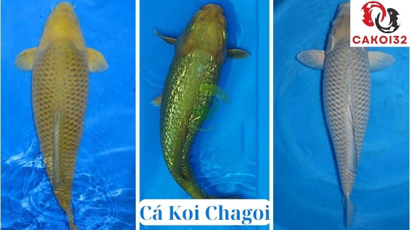 Cá Koi Chagoi