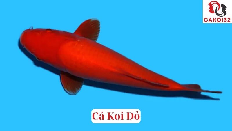 Cá Koi Đỏ
