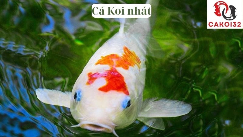 Cá Koi nhát