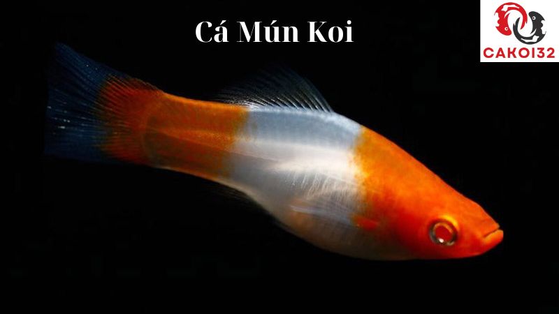 Cá Mún Koi