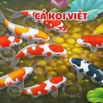 Cá Koi Việt