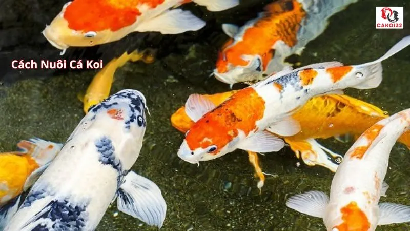 Cách nuôi cá Koi